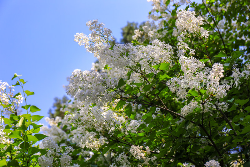 丁香花花卉