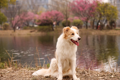 坐在湖边梅花树下的边境牧羊犬