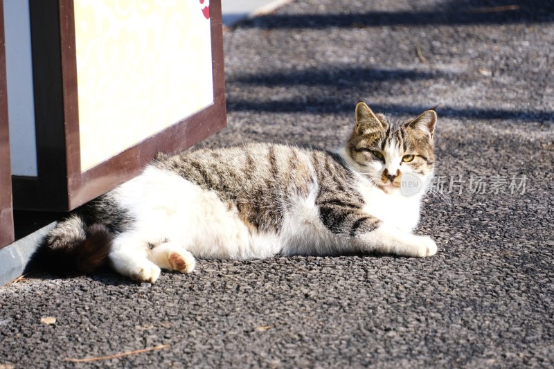 大连动物园的猫咪