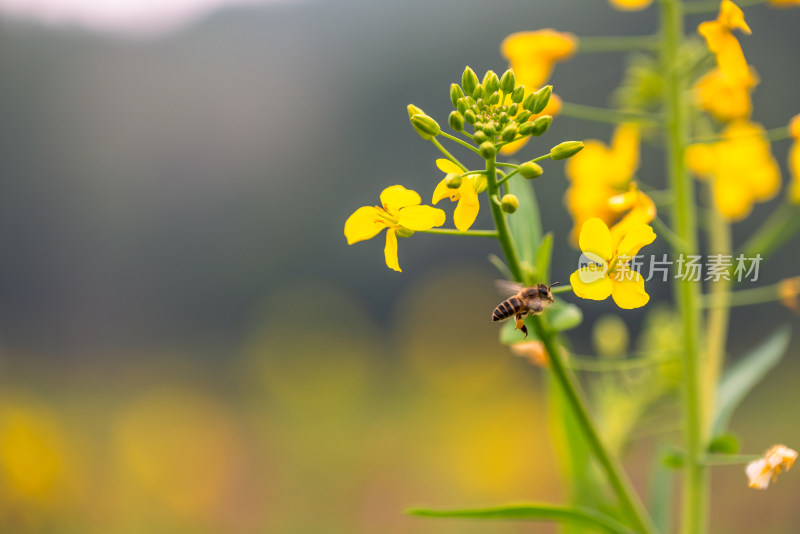 蜜蜂与油菜花