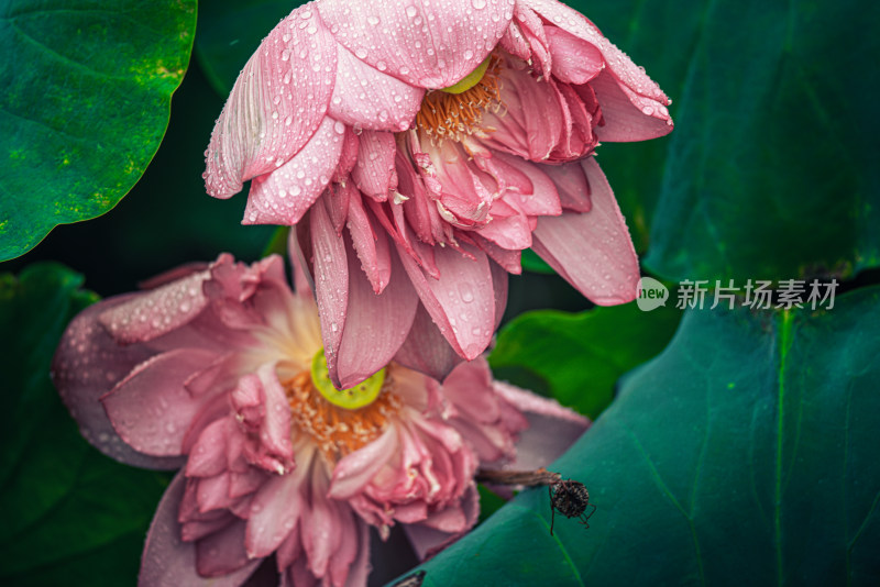 夏天雨后的荷花挂满水珠