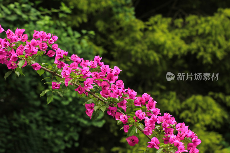 三角梅 叶子花 紫红色 花