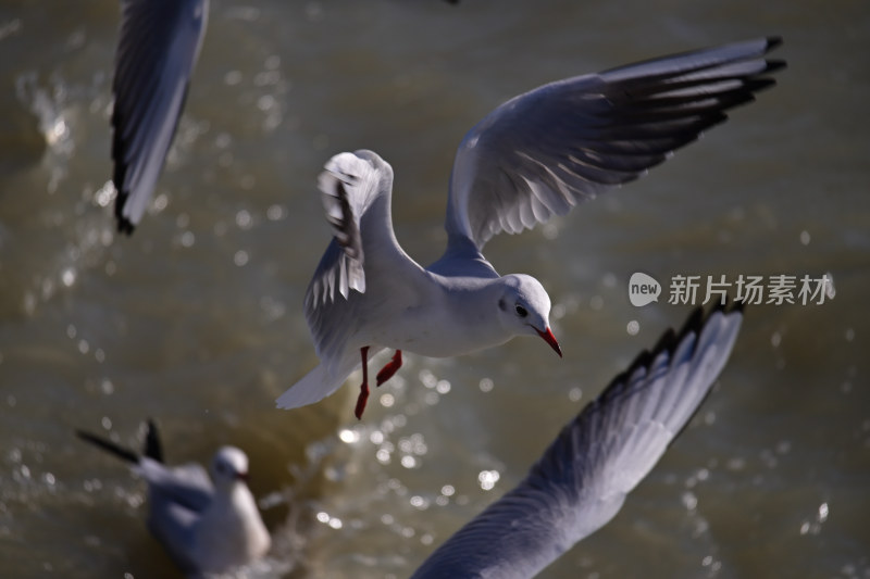 红嘴海鸥