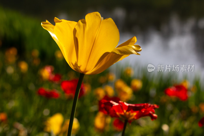 杭州太子湾多彩郁金香花海景观