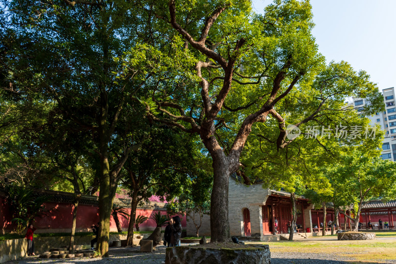 红墙古建筑旁的茂盛大树