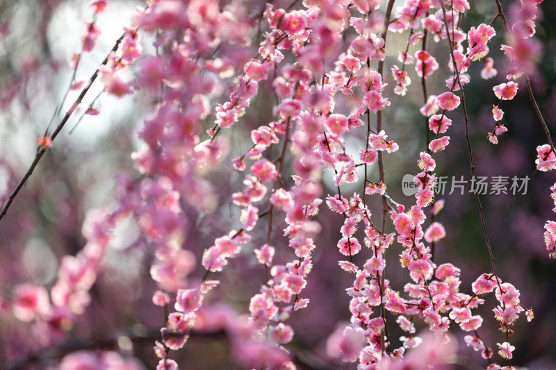 春天梅花龙梅树开花了