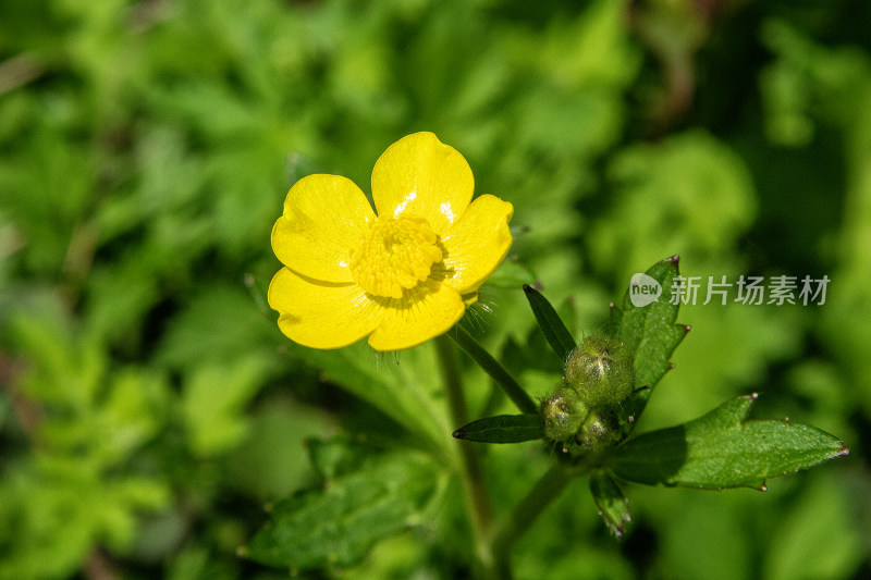 微距拍摄的春季植物特写