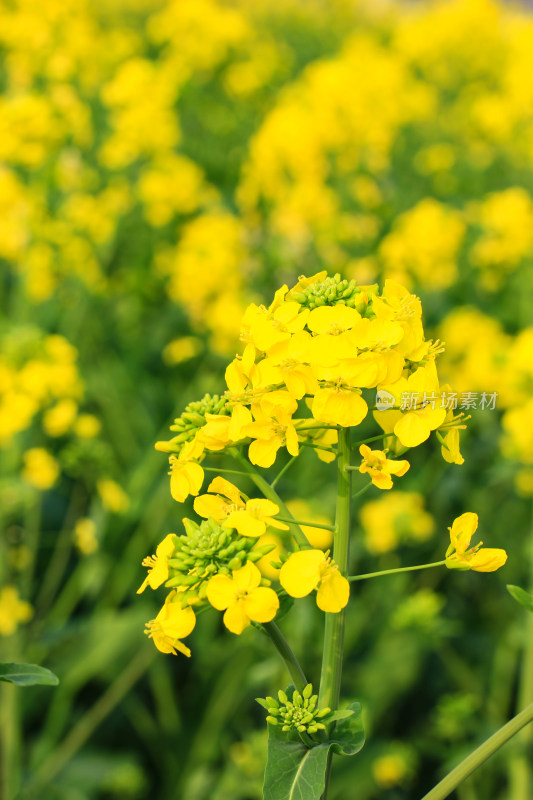 春天油菜花盛开