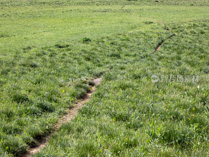 夏天新疆伊犁，一大片草地上有一个路的方向