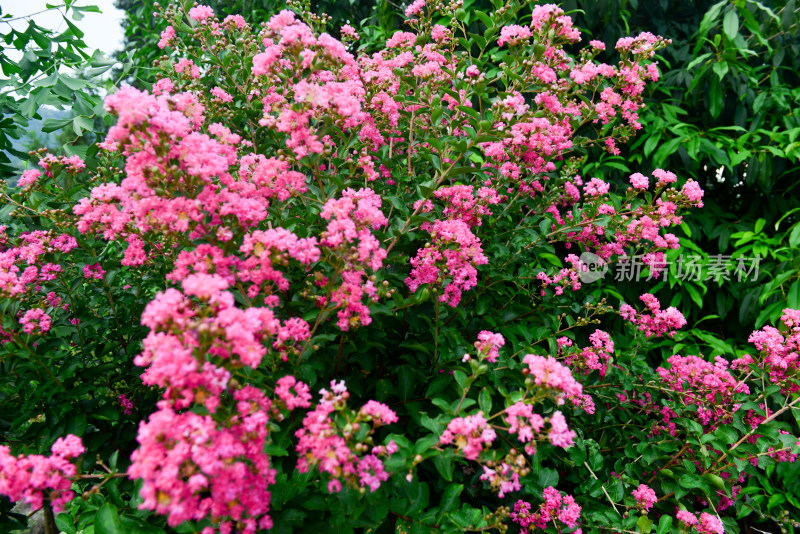 紫薇花卉花朵花蕊农村痒痒花痒痒树