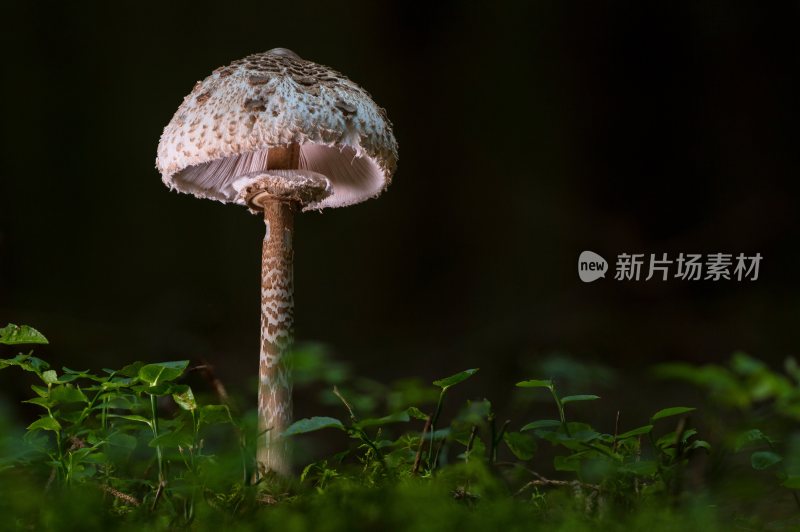 菌类山菌野生菌野生菌蘑菇生长环境