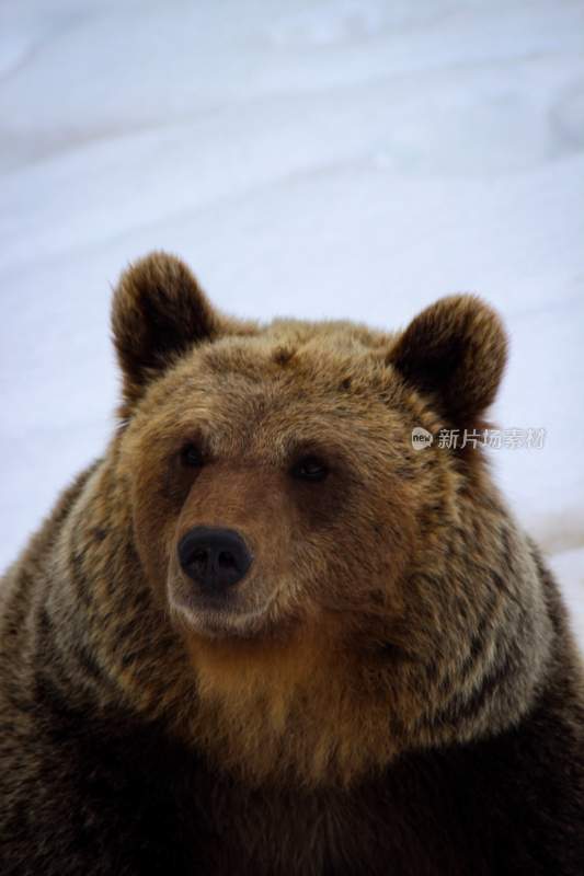 野生动物棕熊北极熊