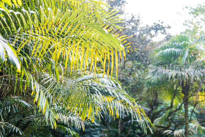 广东省深圳市仙湖植物园自然风光观景台