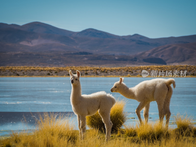 湖畔两只羊驼站立风景图
