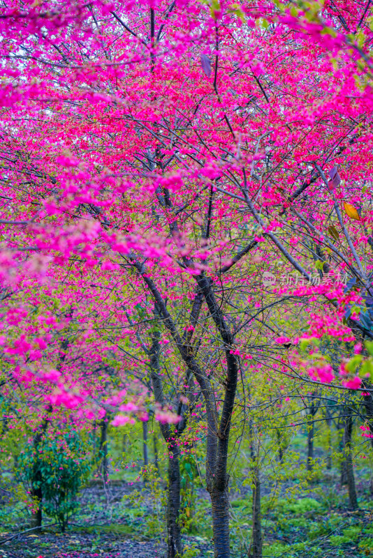 桃花樱花油菜花