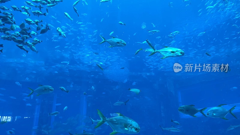 海南三亚亚特兰蒂斯失落的空间水族馆