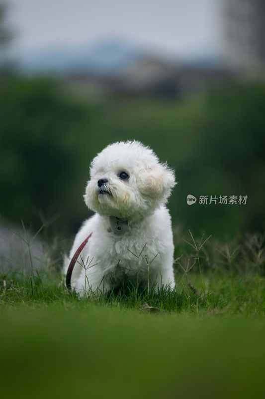 草地上的白色小狗特写