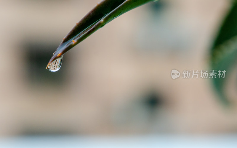 植物叶片上的水珠特写