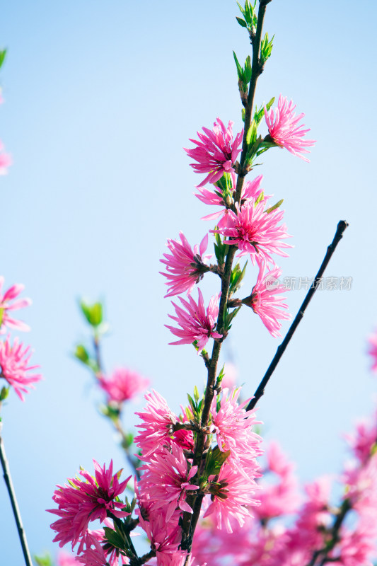 春天蓝天下枝头绽放的粉红色菊花桃