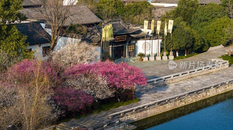 杭州西溪湿地洪园梅花盛开航拍