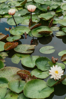 北京国家植物园睡莲