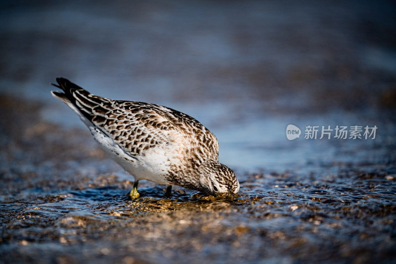 海鸥红嘴鸥