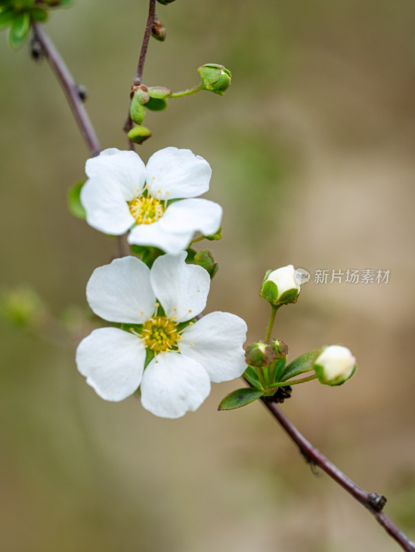 春天的绣线菊小白花特写