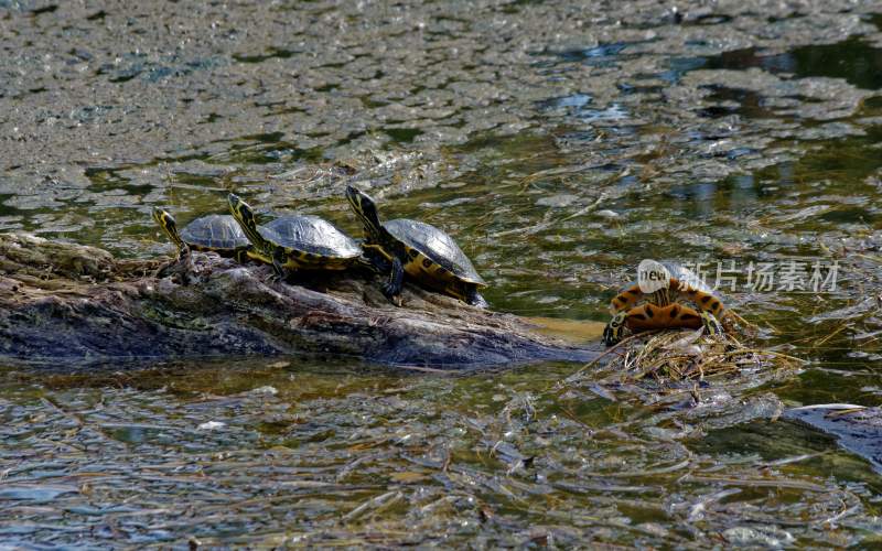 乌龟海龟两栖动物