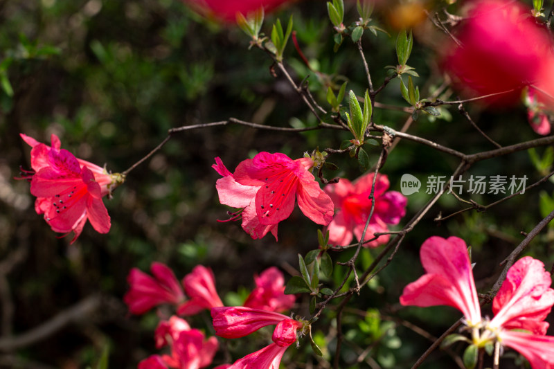 杭州植物园盛开的粉红色杜鹃花