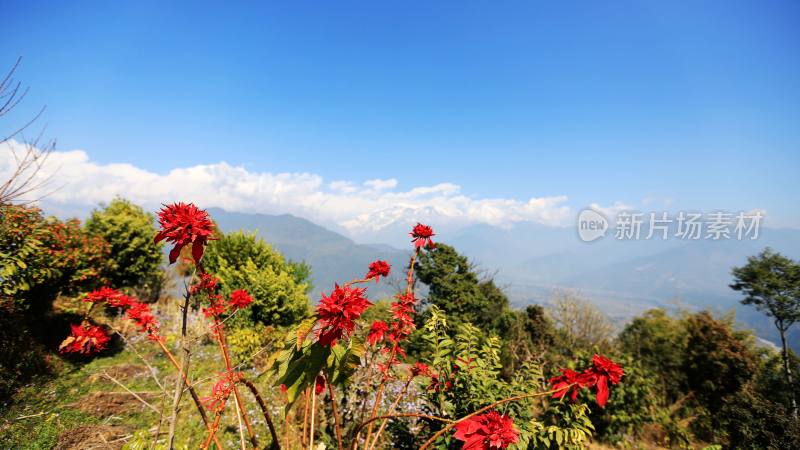 尼泊尔 雪山 