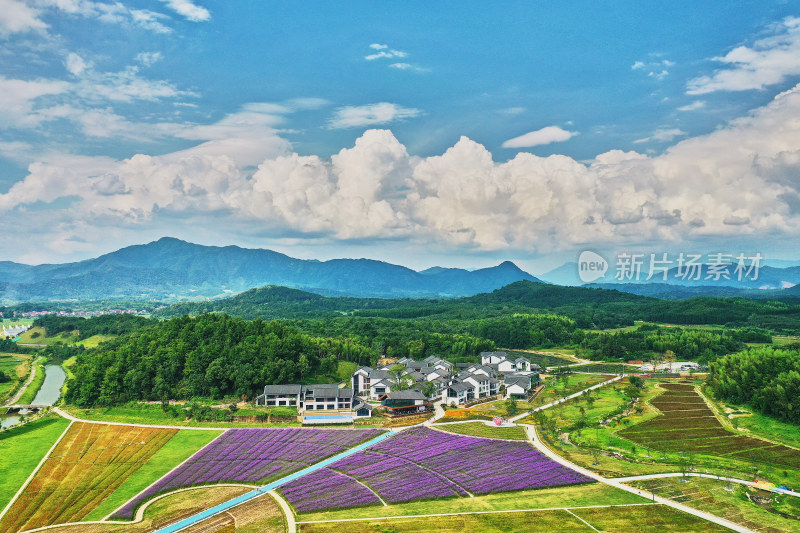 江西景德镇高岭村花海