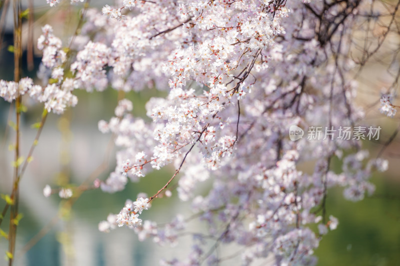 公园水池边的樱花特写