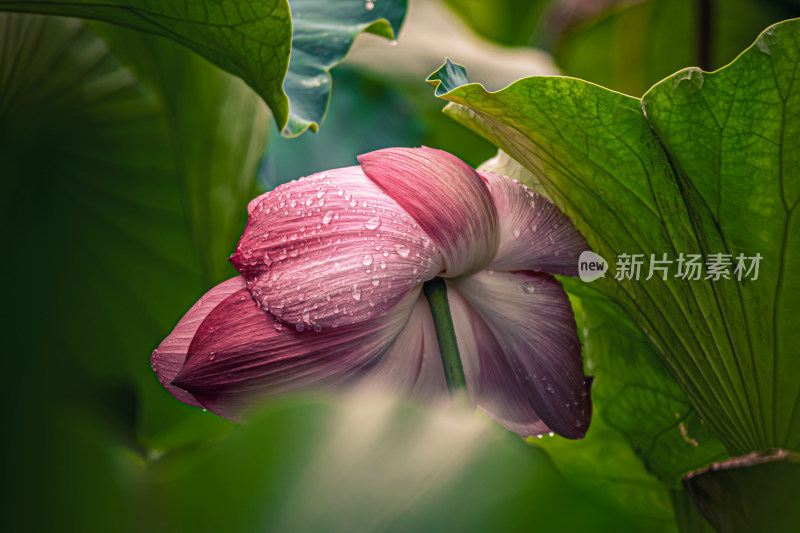 雨后荷花上的水珠