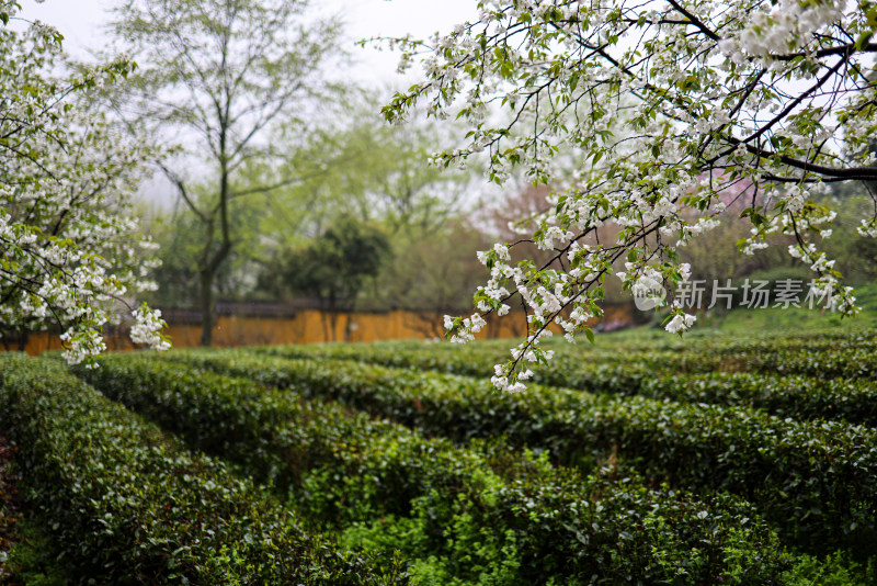 中国杭州永福寺的梨花