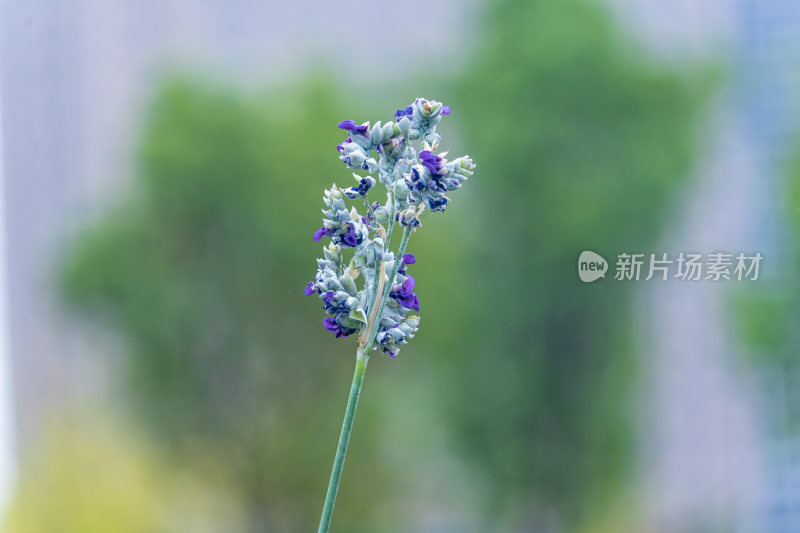 武汉光谷三路湿地公园花草