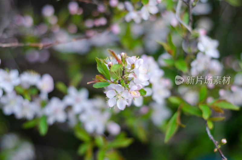 春天一朵湖北海棠花特写