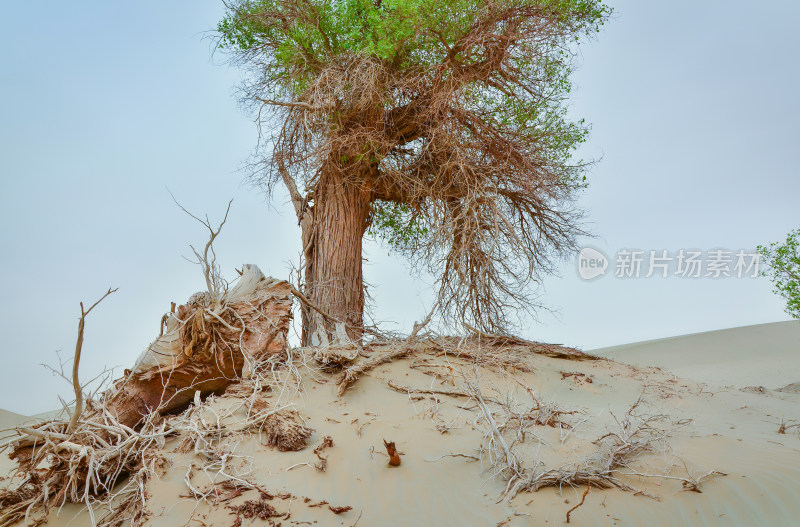 新疆塔克拉玛干沙漠胡杨树