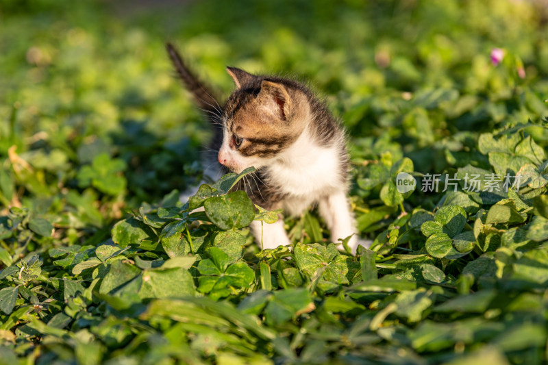 草丛里的小猫咪