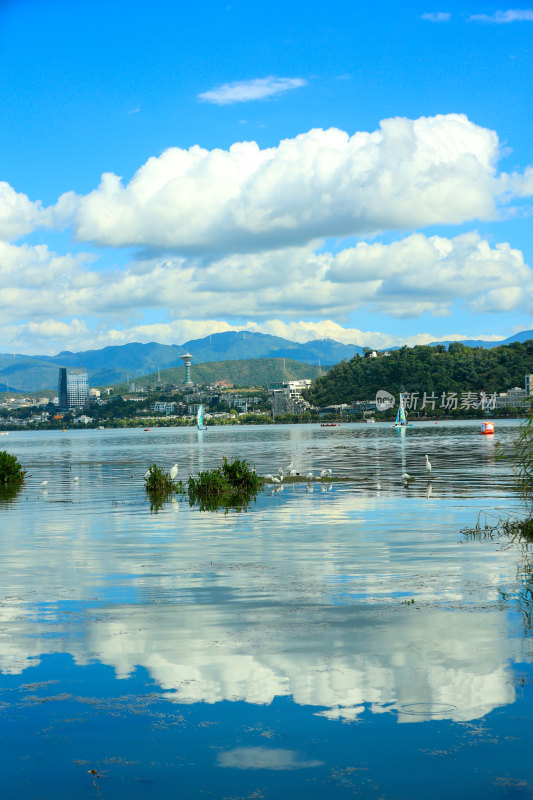 云南大理洱海湿地公园白鹭与现代城市建筑