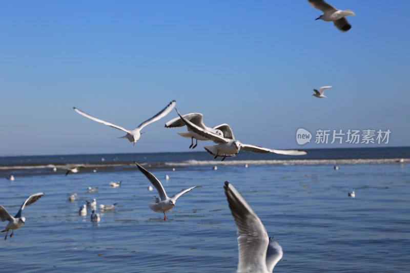 海面上飞翔的海鸥