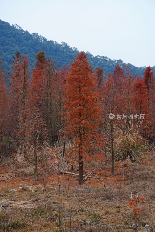 成片的水生红杉树、红杉林