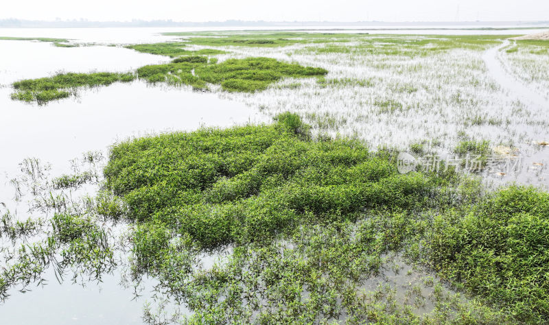 山东枣庄滕州市马河水库湿地风光