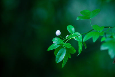 花花草草