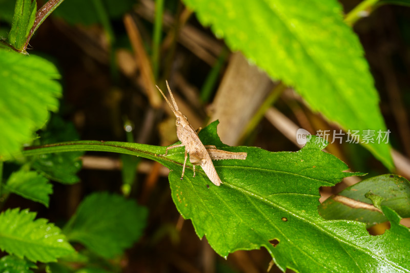 绿叶上的蝗虫微距特写