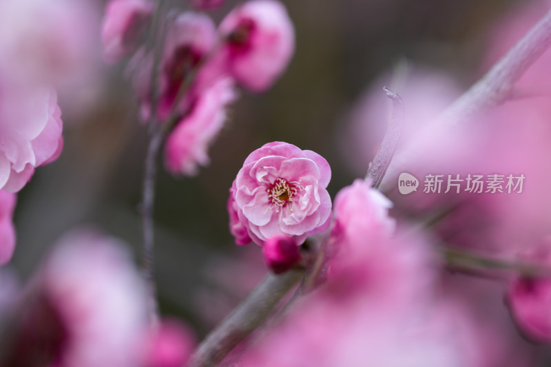 盛开的粉色梅花