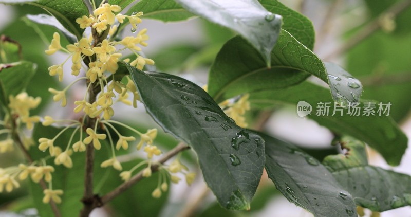 秋天桂花特写