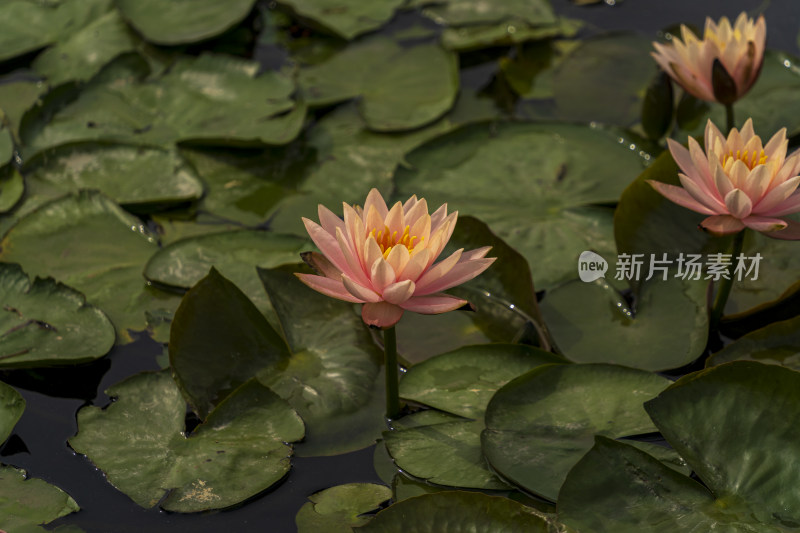 夏日阳光下盛开的一朵朵粉色与黄色的莲花