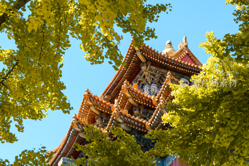 秋天的北京故宫博物院角楼和黄色的银杏