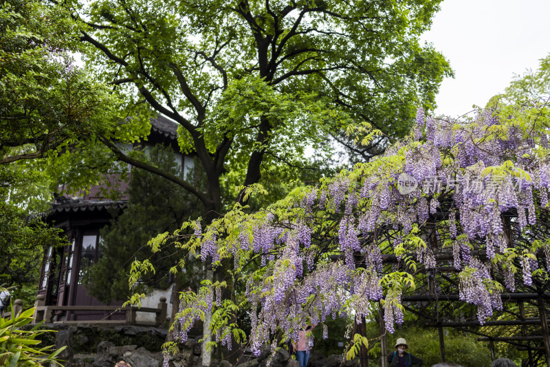 苏州园林拙政园春日美景