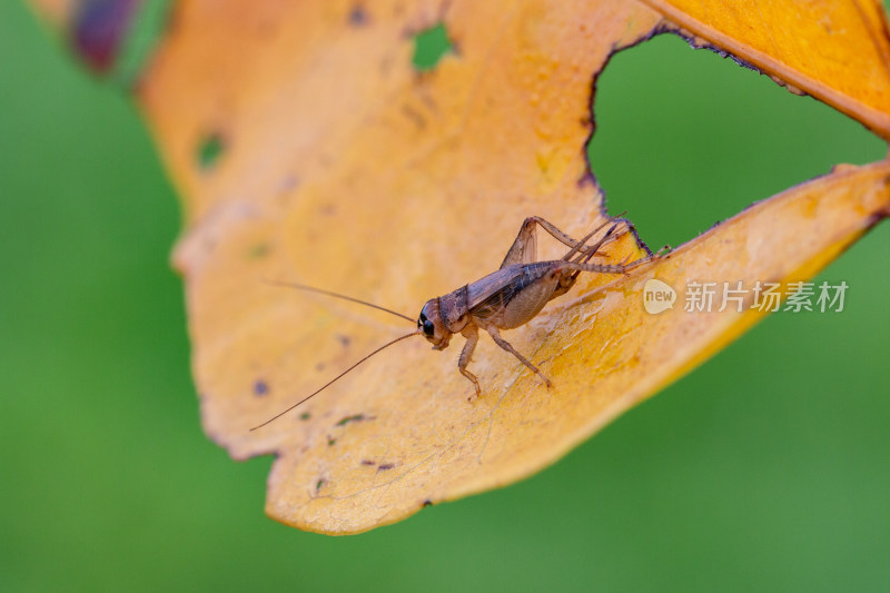 蟋蟀蛐蛐微距生态摄影